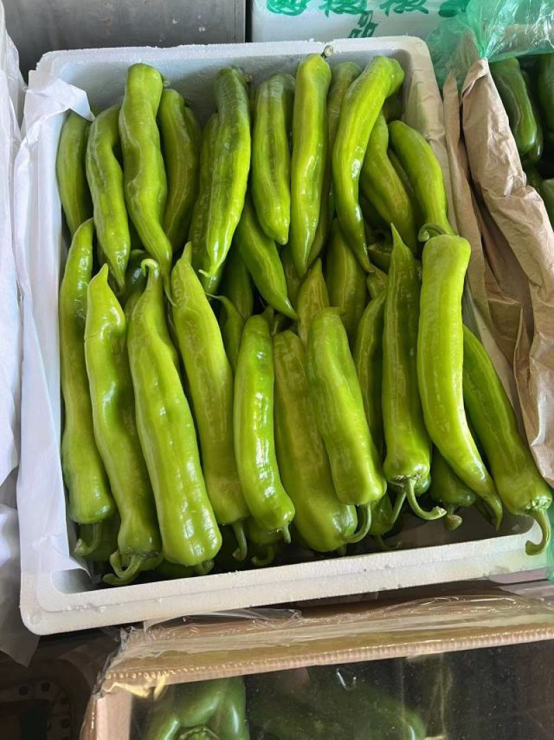 精品黄皮椒保证质量货源充足供应全国各大市场商超