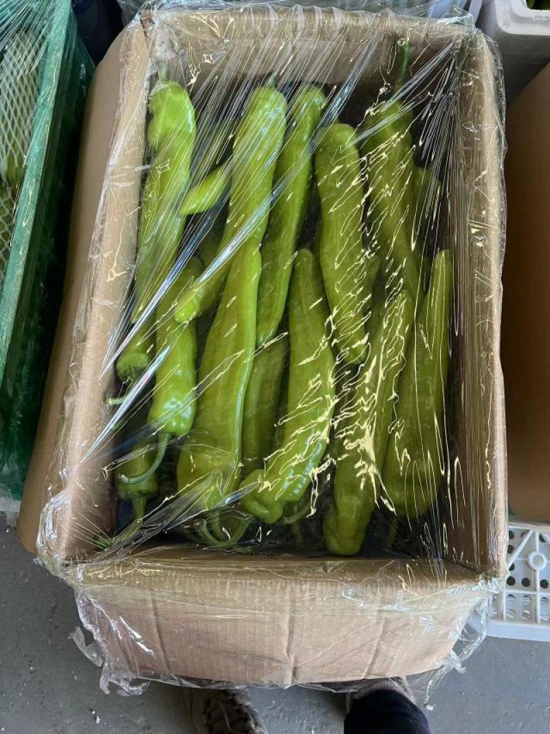 精品黄皮椒保证质量货源充足供应全国各大市场商超