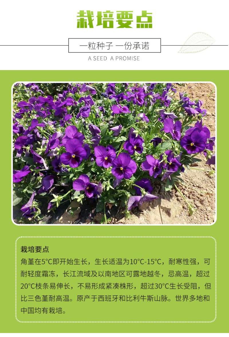 角堇种子三色堇室内阳台盆栽室外庭院耐寒春秋开花四季易种活