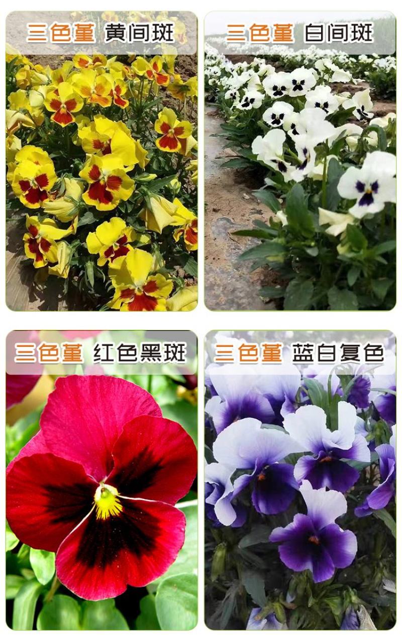 角堇种子三色堇室内阳台盆栽室外庭院耐寒春秋开花四季易种活