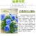 角堇种子三色堇室内阳台盆栽室外庭院耐寒春秋开花四季易种活