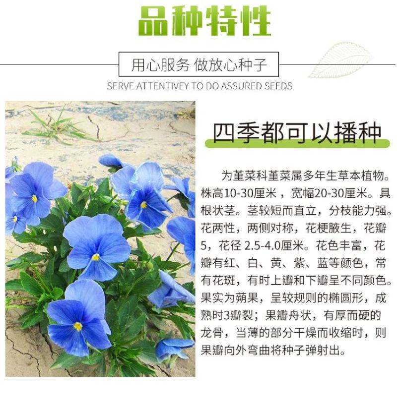 角堇种子三色堇室内阳台盆栽室外庭院耐寒春秋开花四季易种活