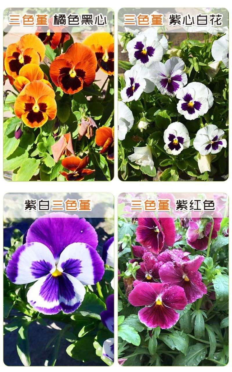 角堇种子三色堇室内阳台盆栽室外庭院耐寒春秋开花四季易种活