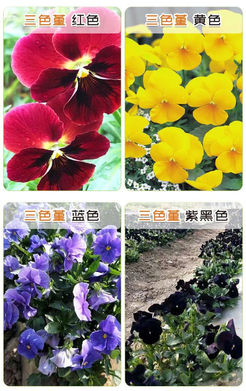 角堇种子三色堇室内阳台盆栽室外庭院耐寒春秋开花四季易种活