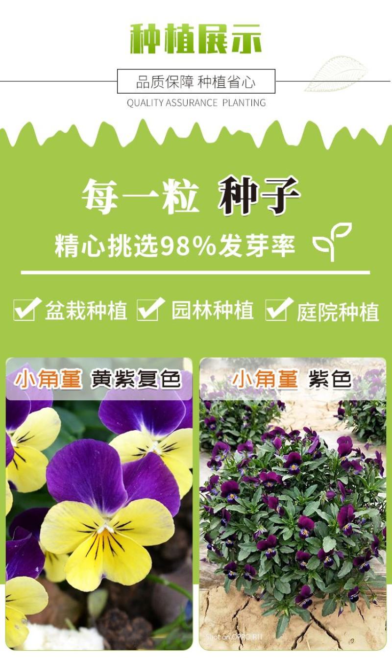 角堇种子三色堇室内阳台盆栽室外庭院耐寒春秋开花四季易种活