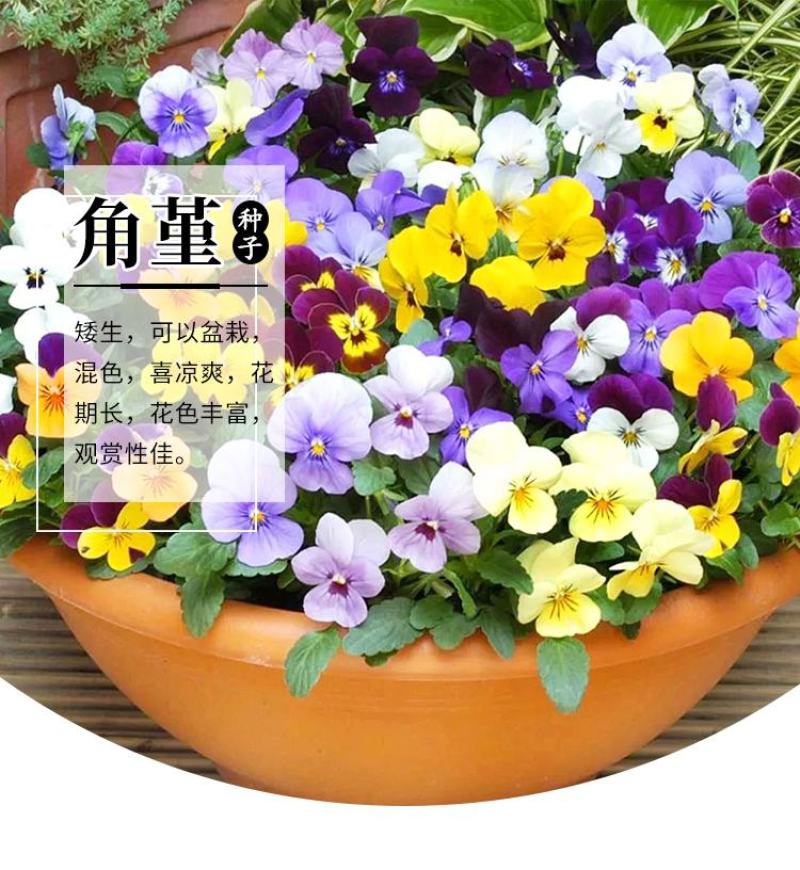 角堇种子三色堇室内阳台盆栽室外庭院耐寒春秋开花四季易种活