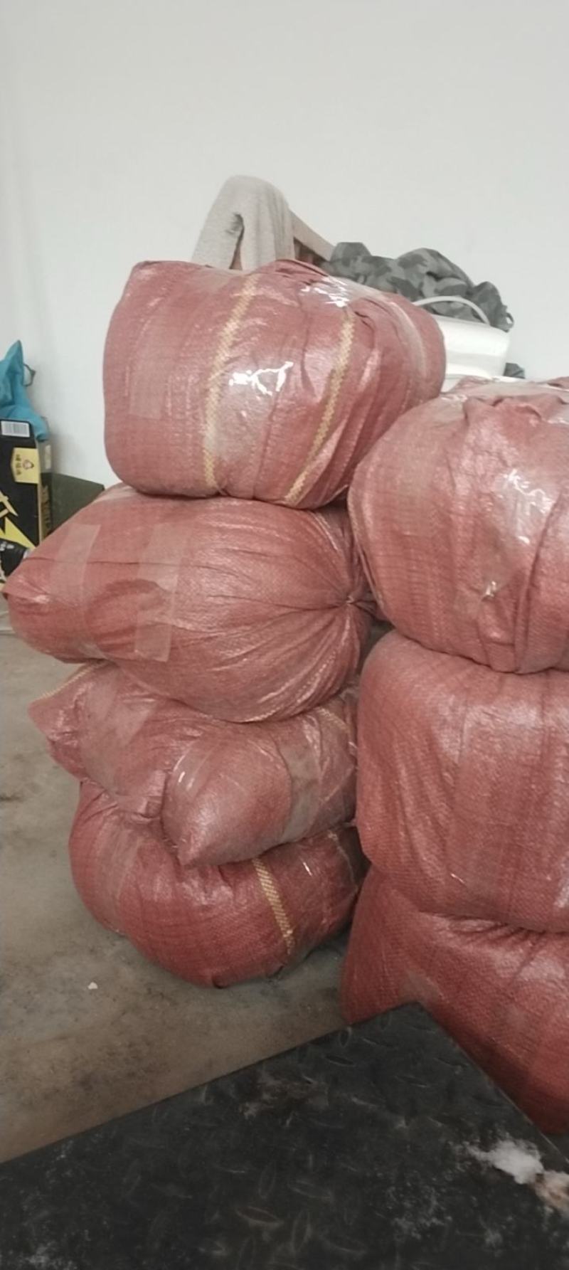 生葵花籽601，361，同庆5号，
