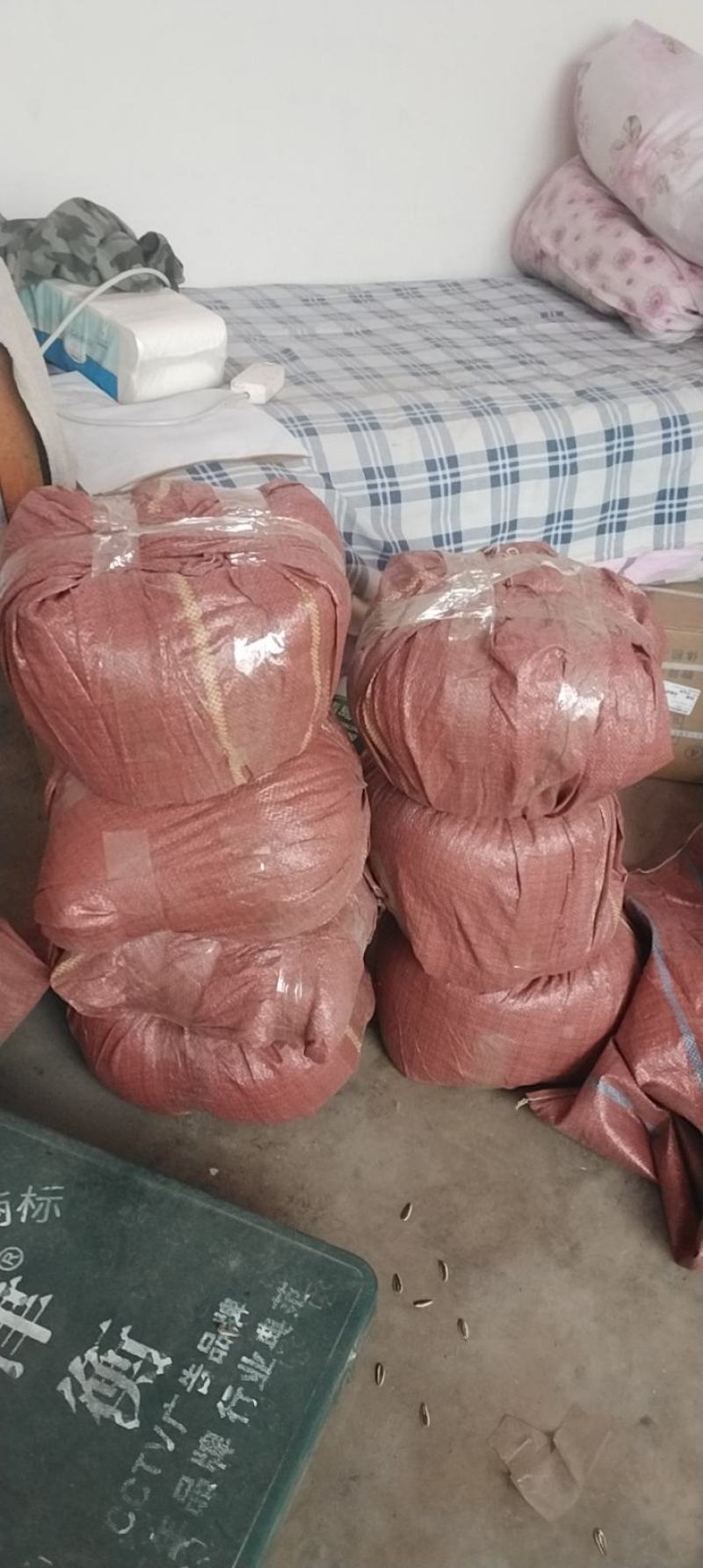 生葵花籽601，361，同庆5号，