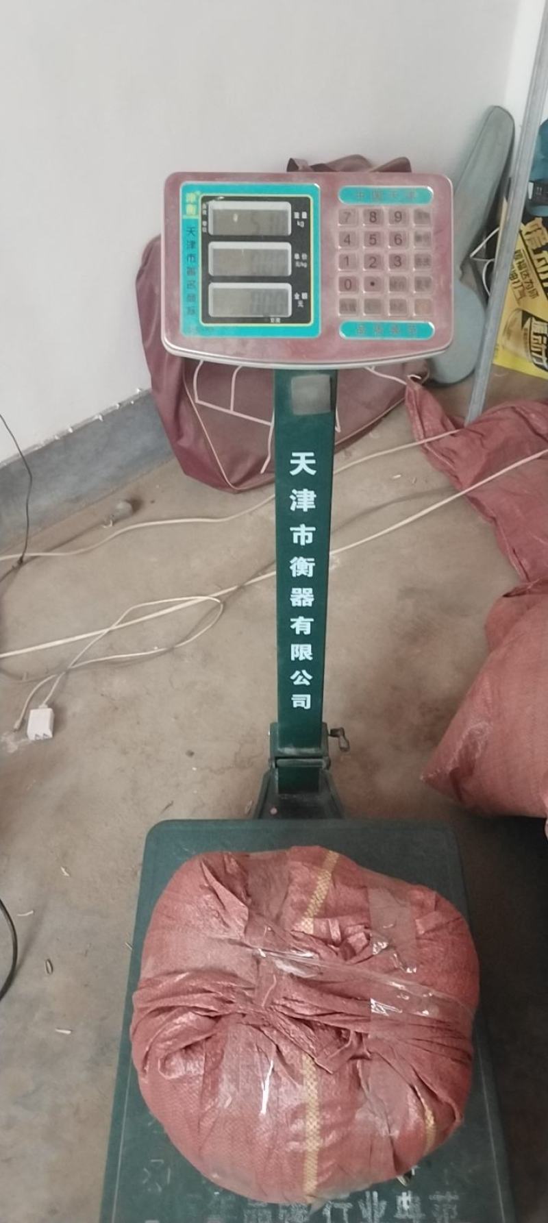 生葵花籽601，361，同庆5号，