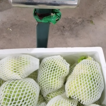 西生菜，福建省漳州基地