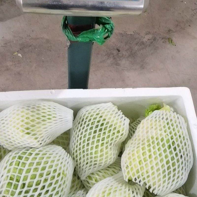 西生菜，福建省漳州基地