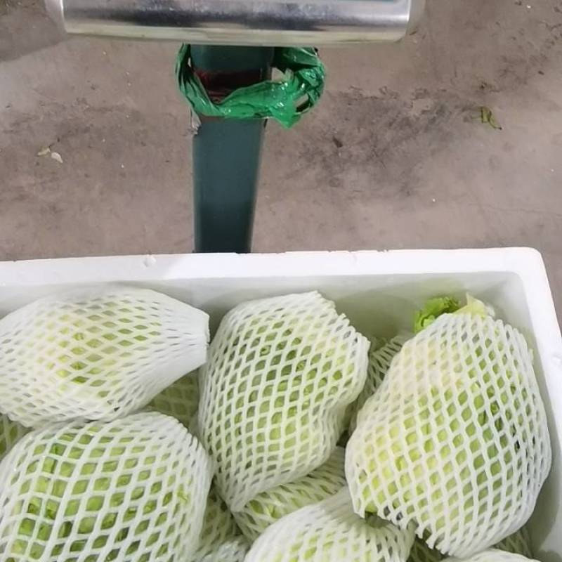 西生菜，福建省漳州基地
