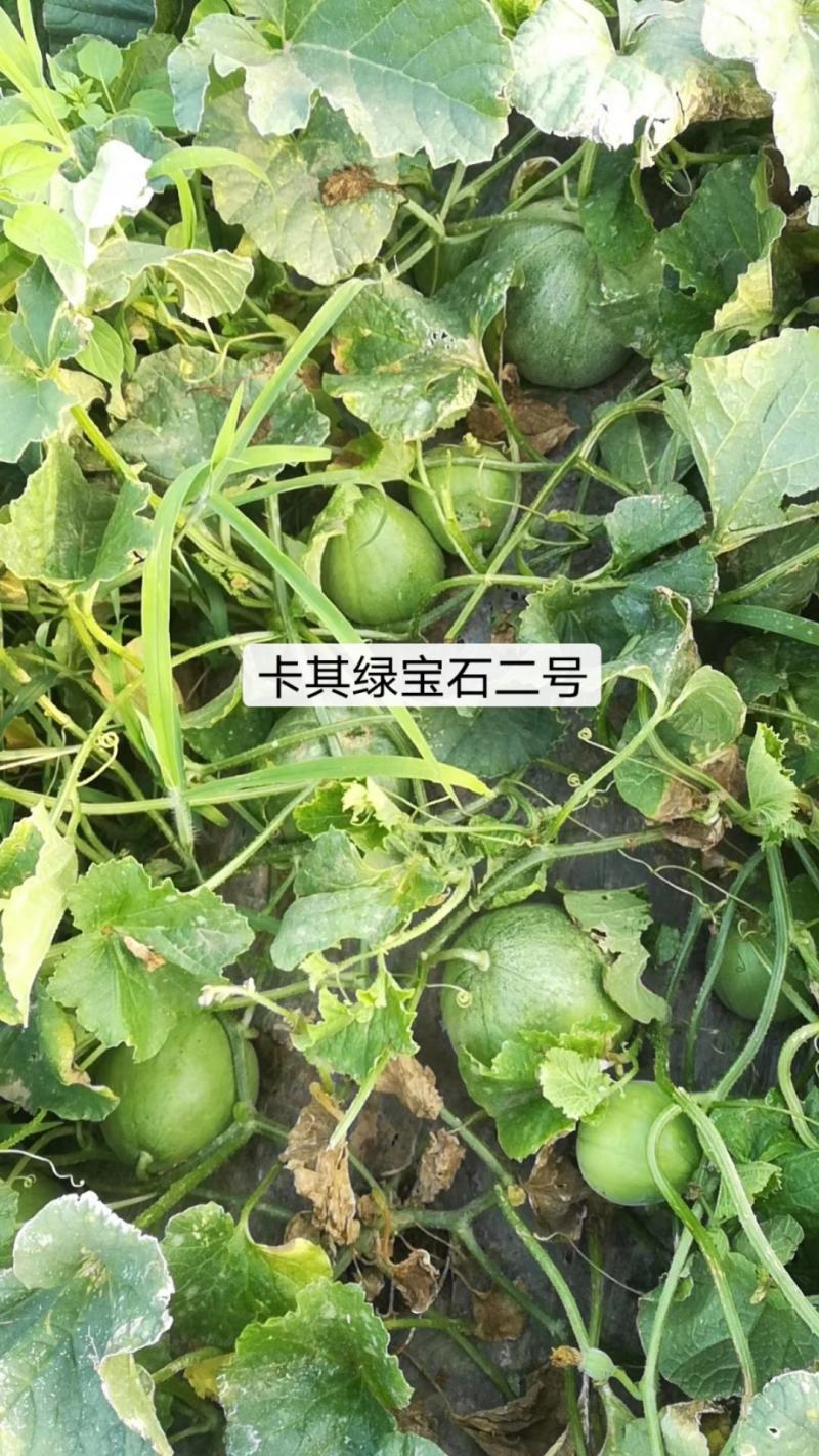 一代杂交绿宝石二号甜瓜种子香甜爽口糖度高，耐低温不早衰