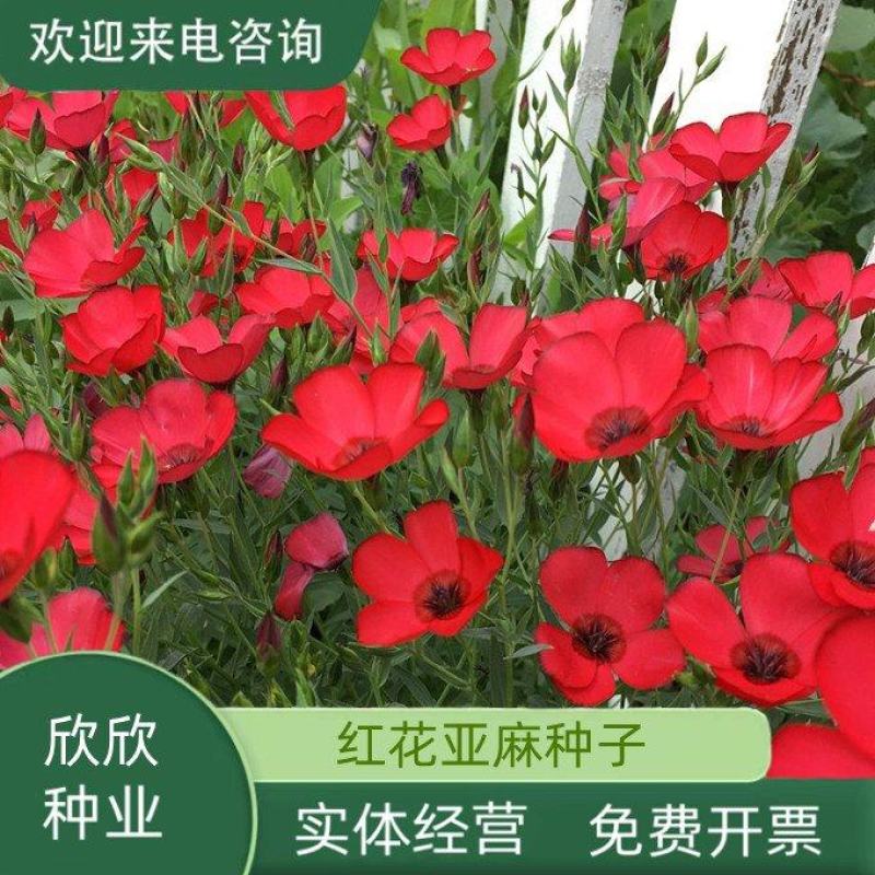 红花亚麻花种子豆麻花籽多年生宿根长花期室外阳台盆栽庭院