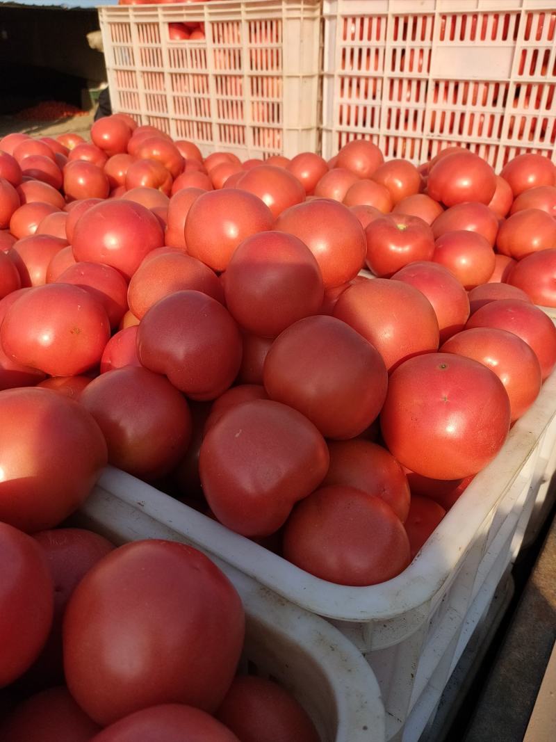 山东菏泽定陶黄店西红柿大量上市了有要的打电话，谢谢合作。