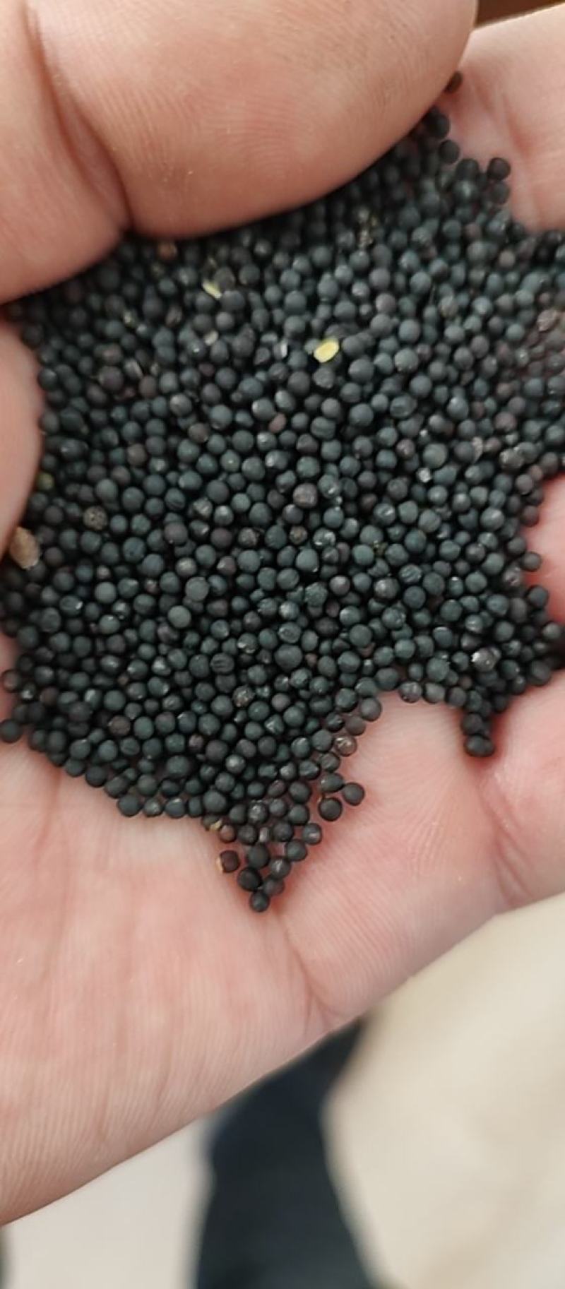 [牛]优质油菜籽，一级新疆油菜籽大量上市，产地现货直发