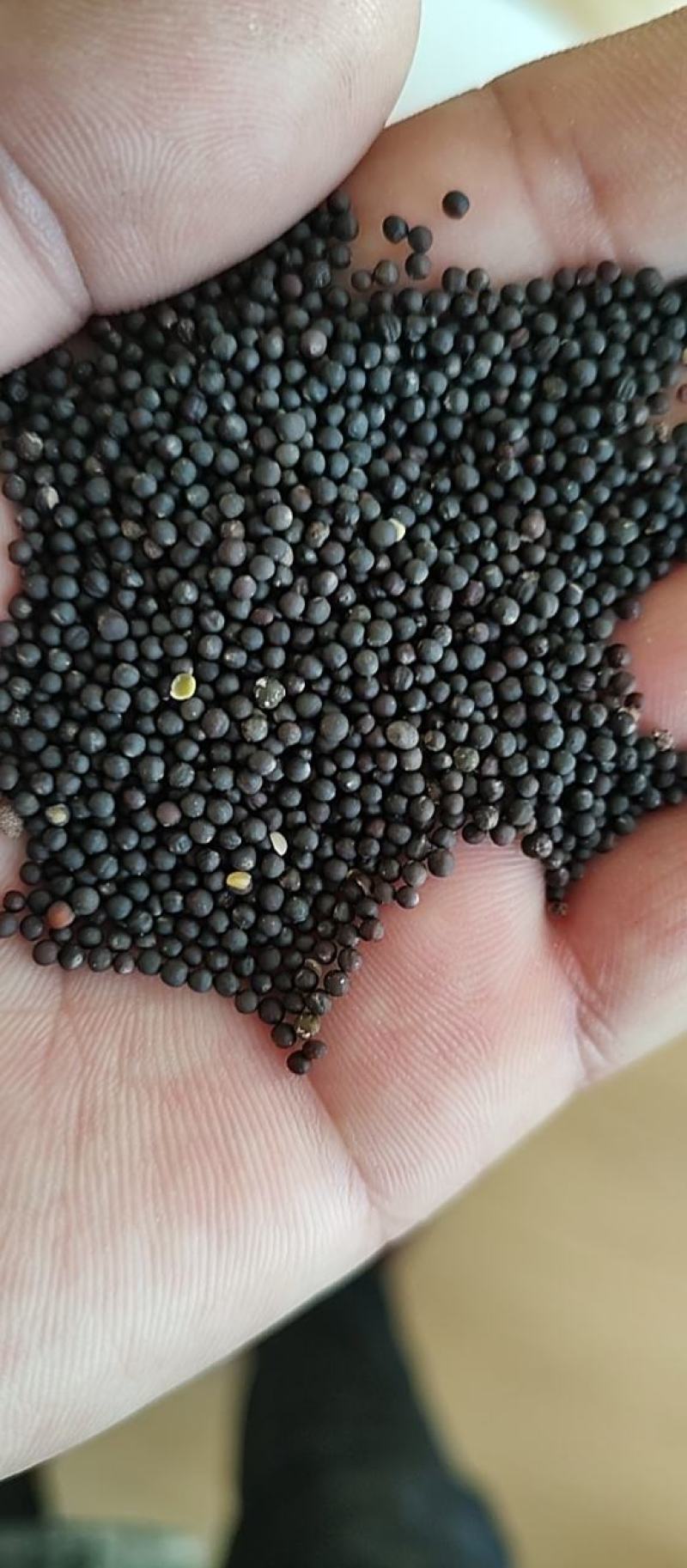 [牛]优质油菜籽，一级新疆油菜籽大量上市，产地现货直发