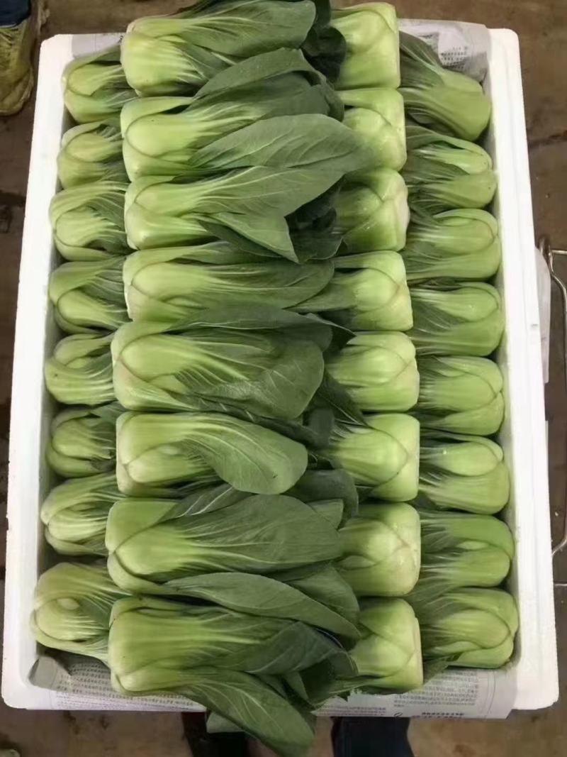 精品小油菜，大量有货，量大从优，一手货源