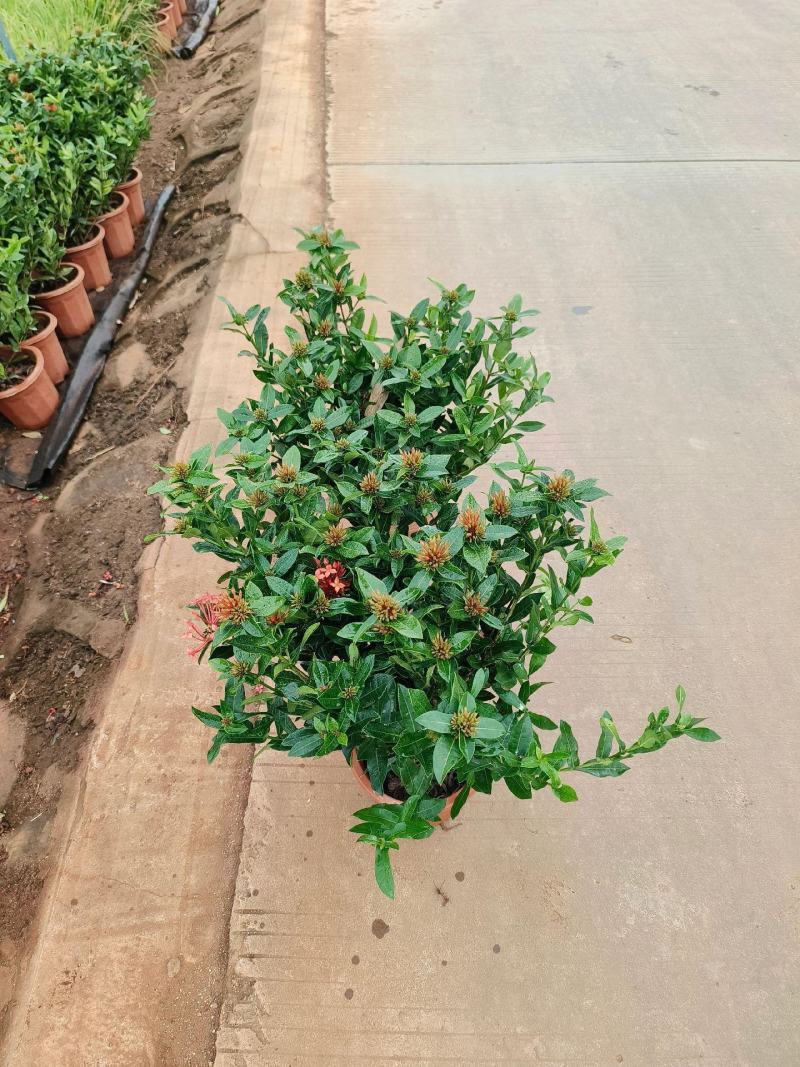 龙船花小苗规格齐全大量现货批发零售