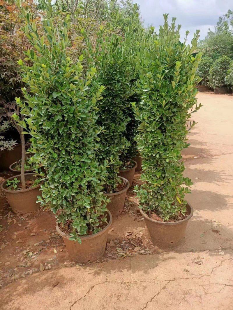 小丑火棘苗杯苗地苗金边火棘花边火棘优质品种