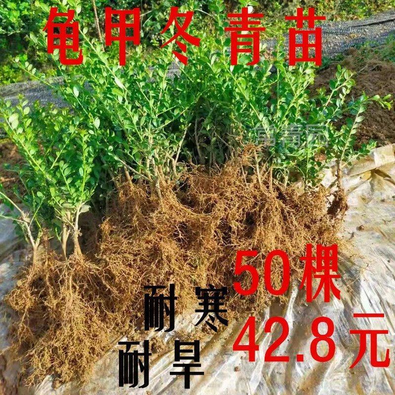 常绿龟甲冬青树苗球庭院别墅绿化苗龟甲冬青盆景小叶造型素材