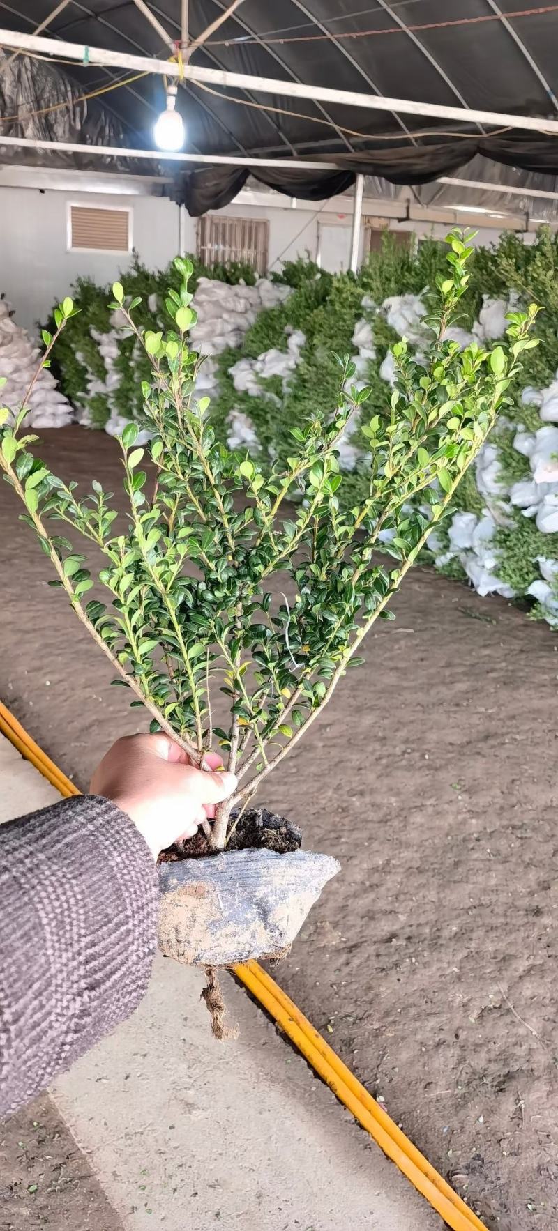 常绿龟甲冬青树苗球庭院别墅绿化苗龟甲冬青盆景小叶造型素材