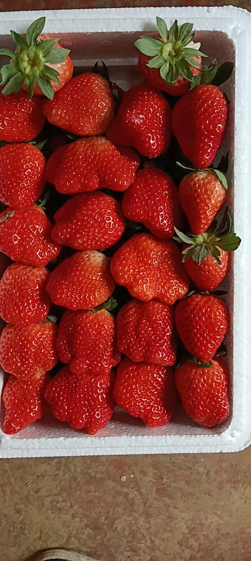 奶油草莓自家种植，无中间商，无差价，地头上车，无任何费用