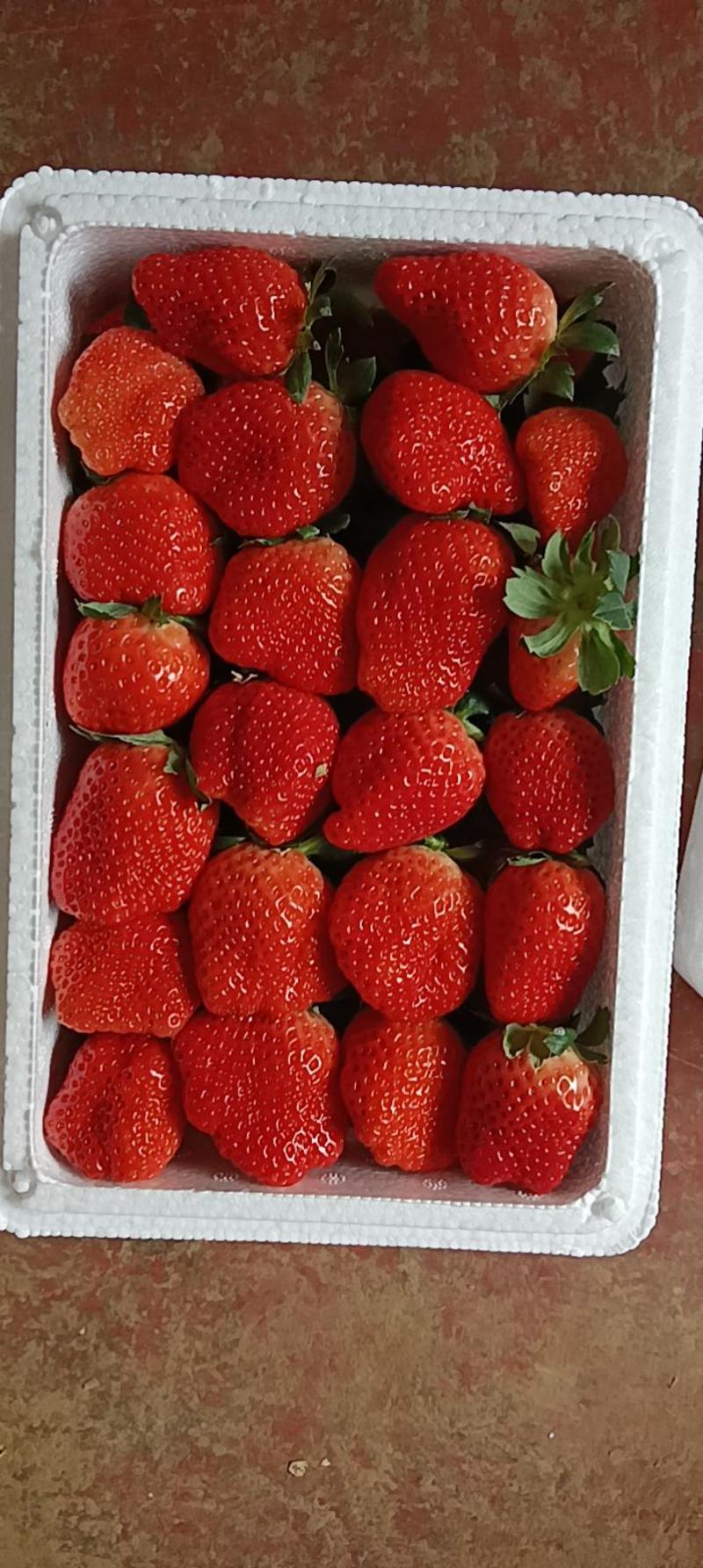 奶油草莓自家种植，无中间商，无差价，地头上车，无任何费用
