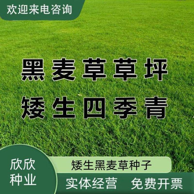 多年生草坪种子黑麦草耐践踏免修剪复绿快返青早蓝标草坪种子