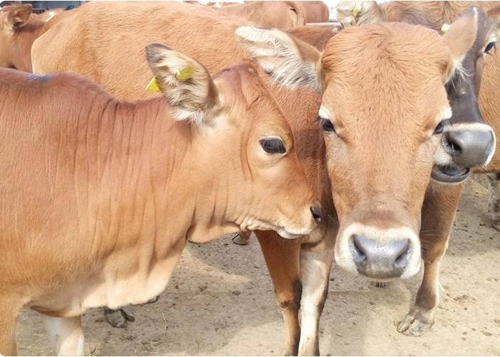 中国主要肉牛品种分布地图示意图