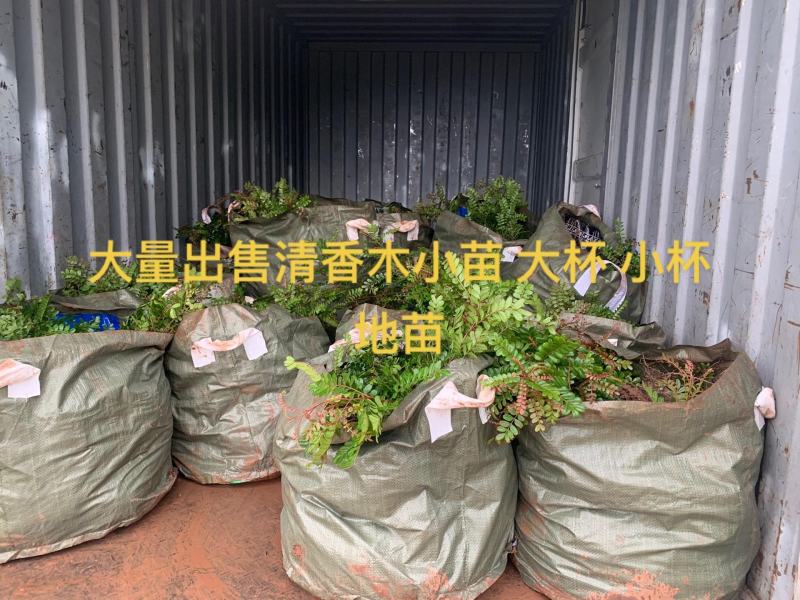 清香木精品红芽清香木树袋苗现货低价