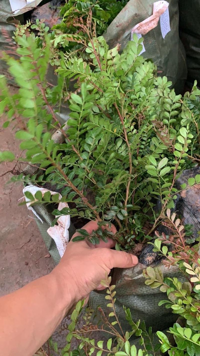 清香木精品红芽清香木树袋苗现货低价