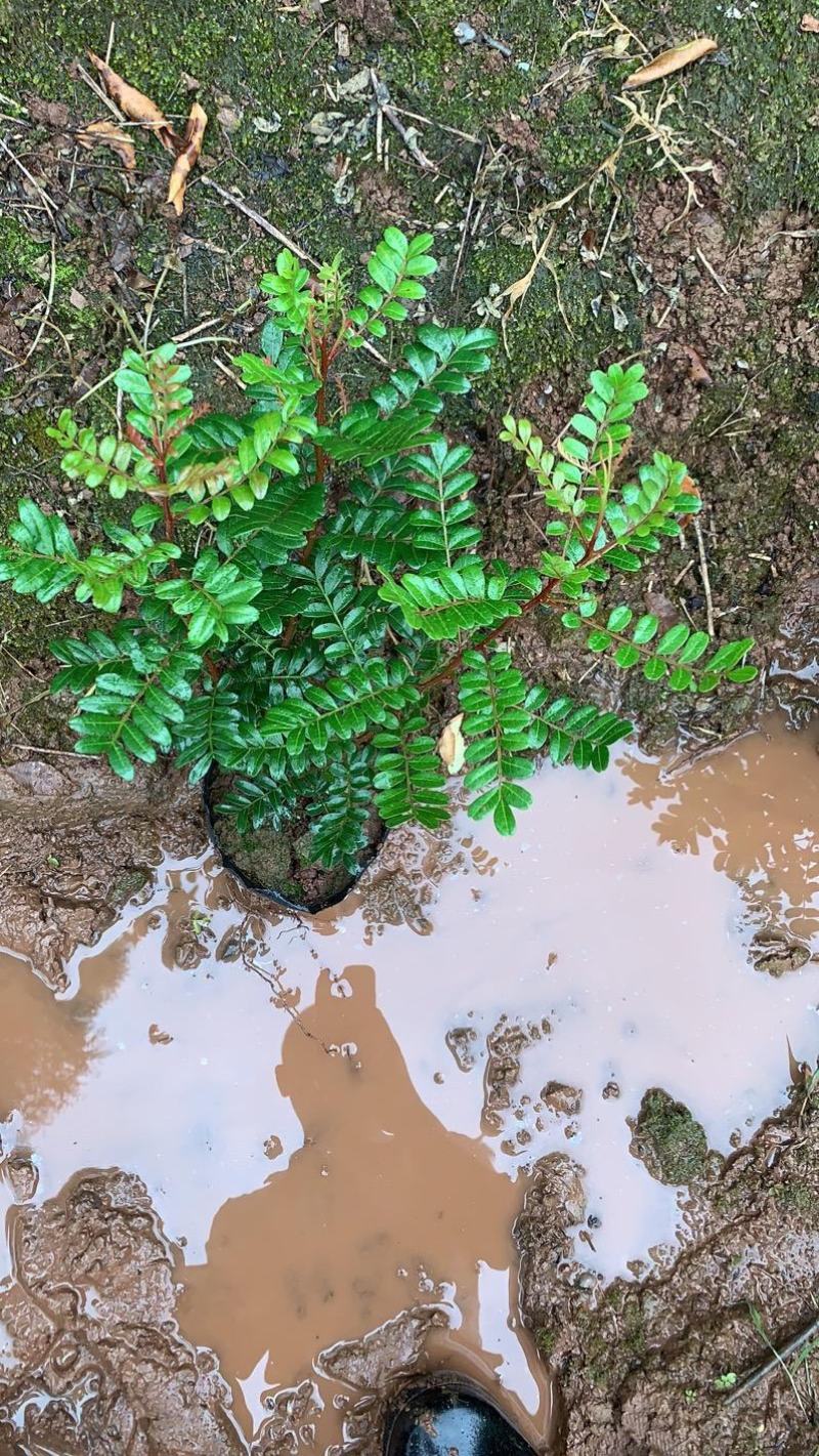 清香木精品红芽清香木树袋苗现货低价