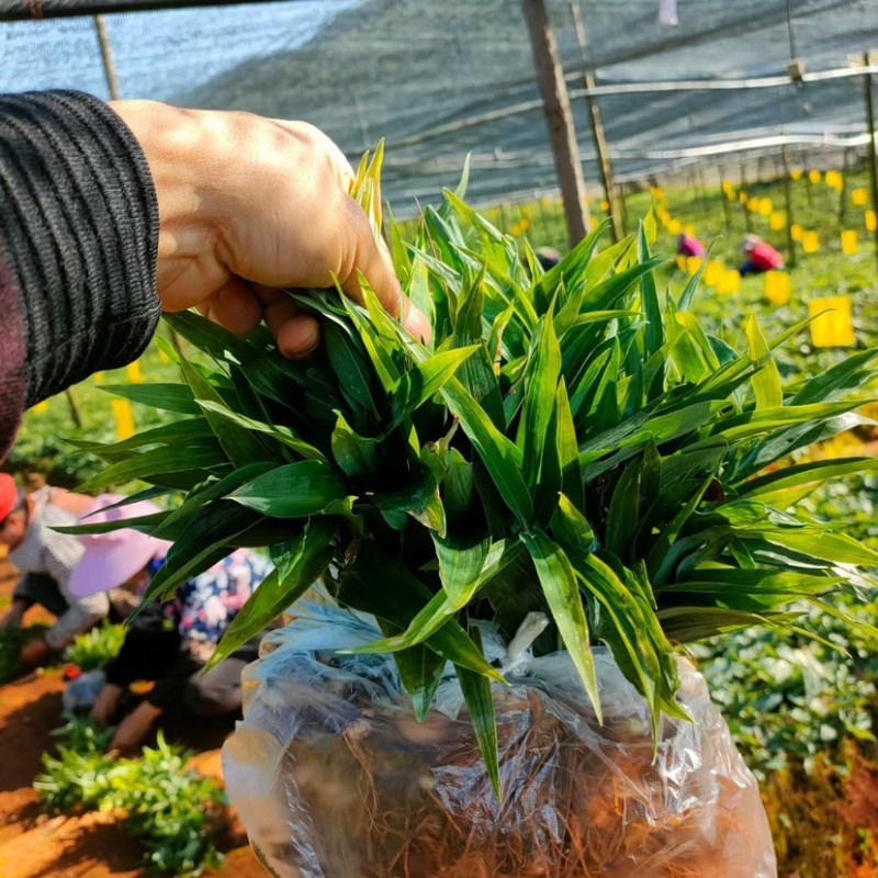 四川高杆姜型多花不倒苗黄精苗块茎芽头发货正品鸡头黄精包邮