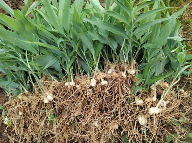 四川高杆姜型多花不倒苗黄精苗块茎芽头发货正品鸡头黄精包邮