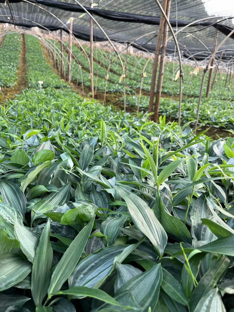 四川高杆姜型多花不倒苗黄精苗块茎芽头发货正品鸡头黄精包邮