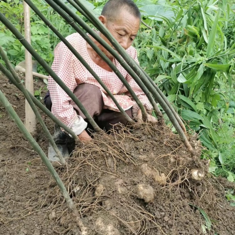 四川高杆姜型多花不倒苗黄精苗块茎芽头发货正品鸡头黄精包邮
