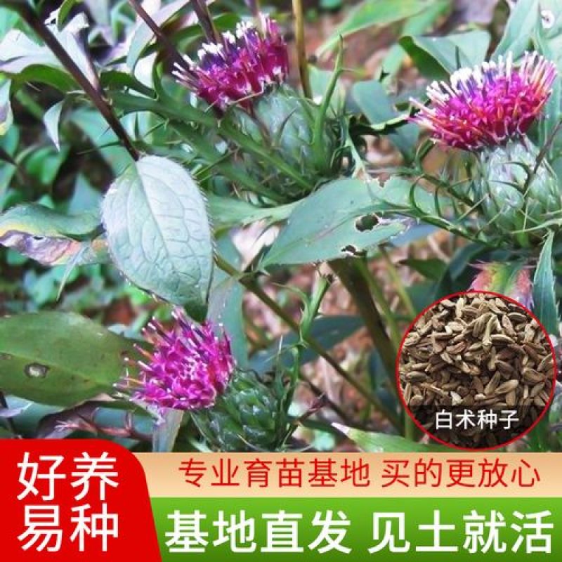 白术种子观果种籽国产散装四季多年生庭院观叶种孑