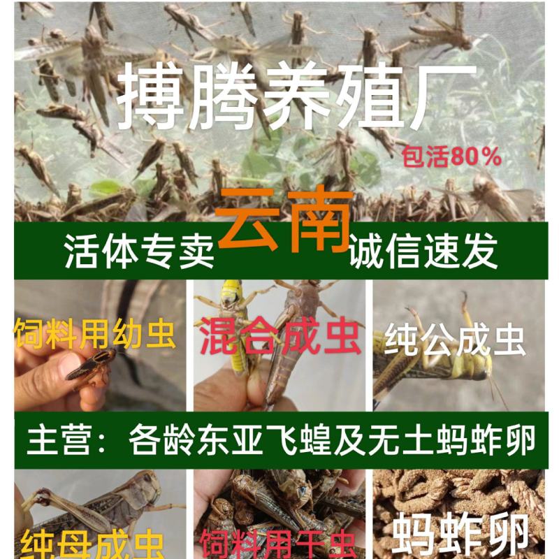 搏腾养殖厂狂批：各龄虫及虫卵。新鲜活体、保质保量，诚信发