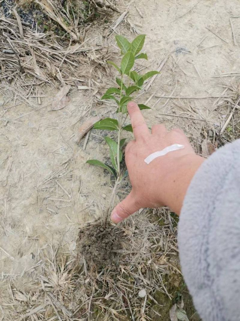 自产自销【桂花树】四季桂苗圃现挖现发提供技术