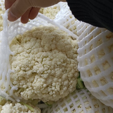 河南鲜花菜大量现货,青梗面白小米花,长期供应