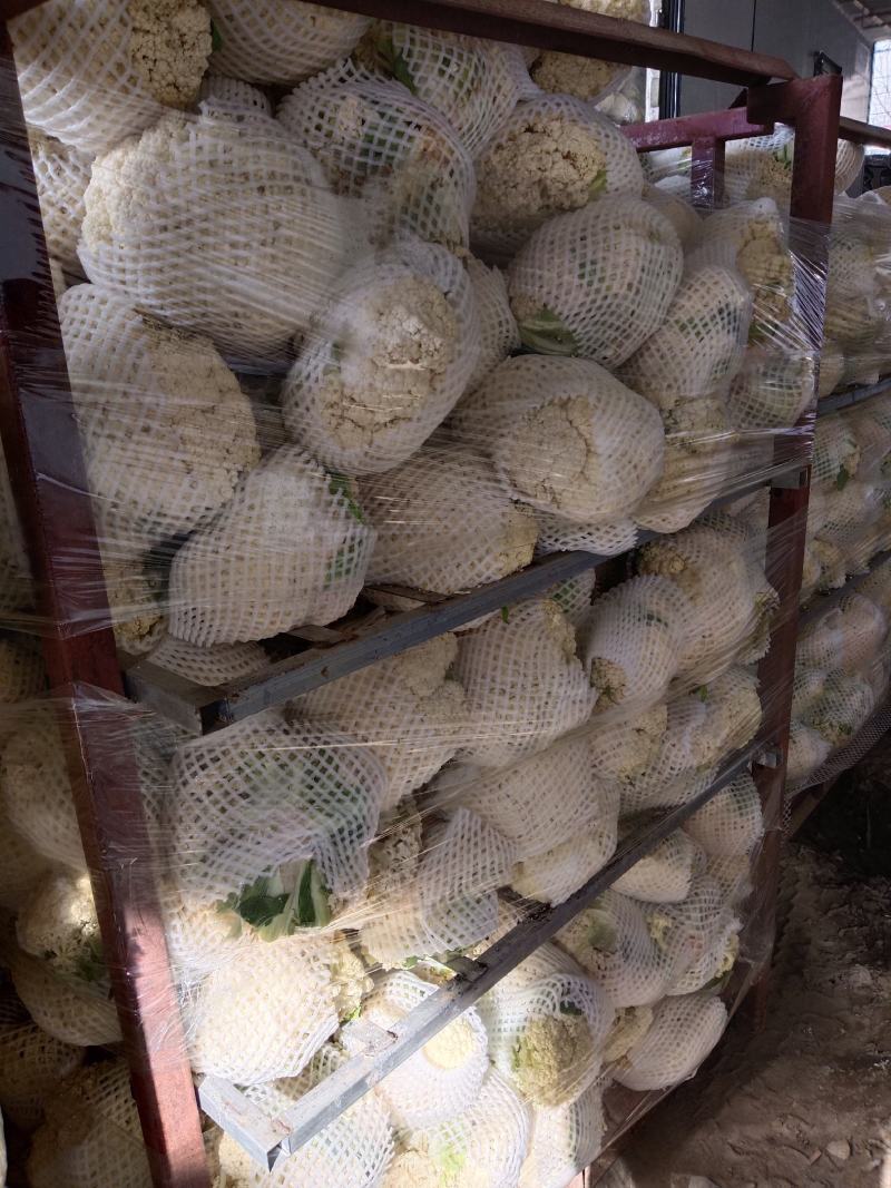 河南鲜花菜大量现货，青梗面白小米花，长期供应