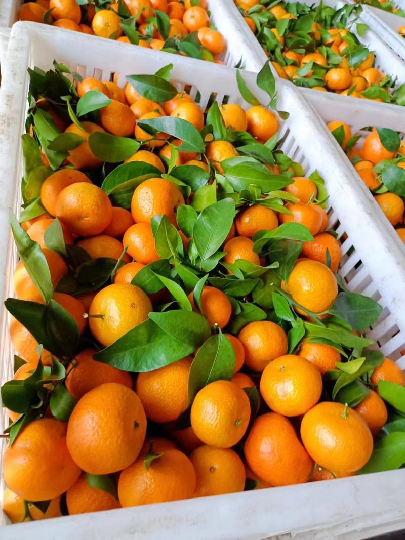广西砂糖橘大量上市，百家果，诚信靠谱欢迎各地老板咨询