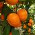 广西砂糖橘大量上市，百家果，诚信靠谱欢迎各地老板咨询