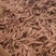 沙土地红薯西瓜红