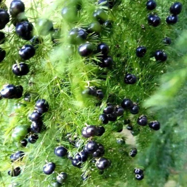 文竹种子观叶植物耐阴喜暖阳台四季文竹盆栽盆景植物室内