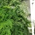 文竹种子观叶植物耐阴喜暖阳台四季文竹盆栽盆景植物室内