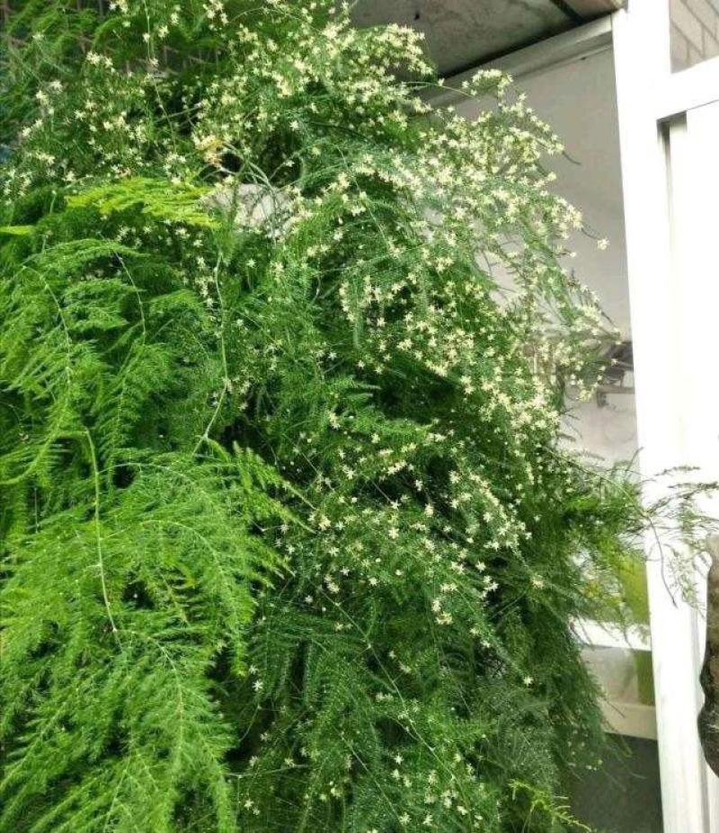 文竹种子观叶植物耐阴喜暖阳台四季文竹盆栽盆景植物室内