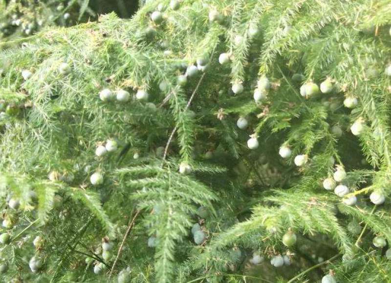 文竹种子观叶植物耐阴喜暖阳台四季文竹盆栽盆景植物室内