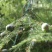 文竹种子观叶植物耐阴喜暖阳台四季文竹盆栽盆景植物室内